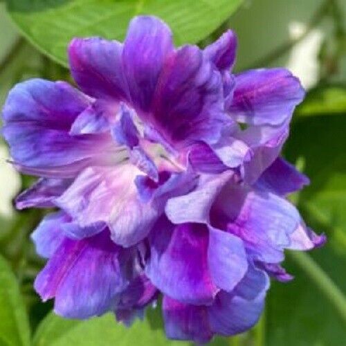 20 Spanish Blue Eyes Morning Glory Seeds Annual Flowers Climbing Vine 344