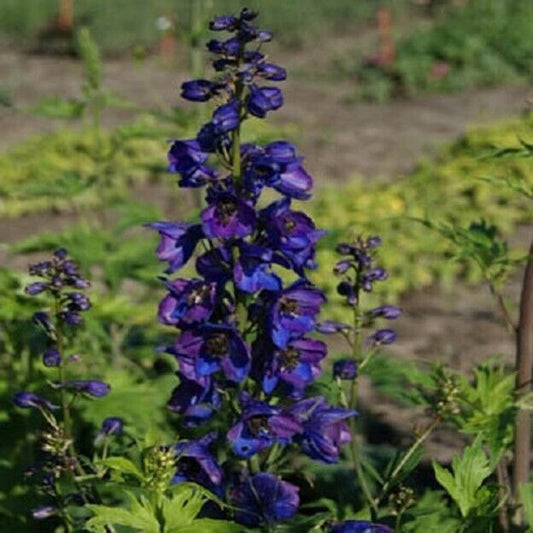 50 Giant Black Knight Delphinium Seeds Perennial Flower Seed Flowers 775 USA