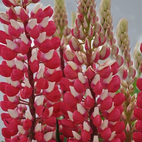 25 Red White Lupine Seeds Flower Perennial Flowers Hardy Seed 1026 US SELLER