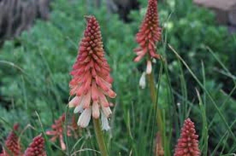 25 Pink White Torch Lily Hot Poker Flower Seeds Perennial Seed 863 US SELLER