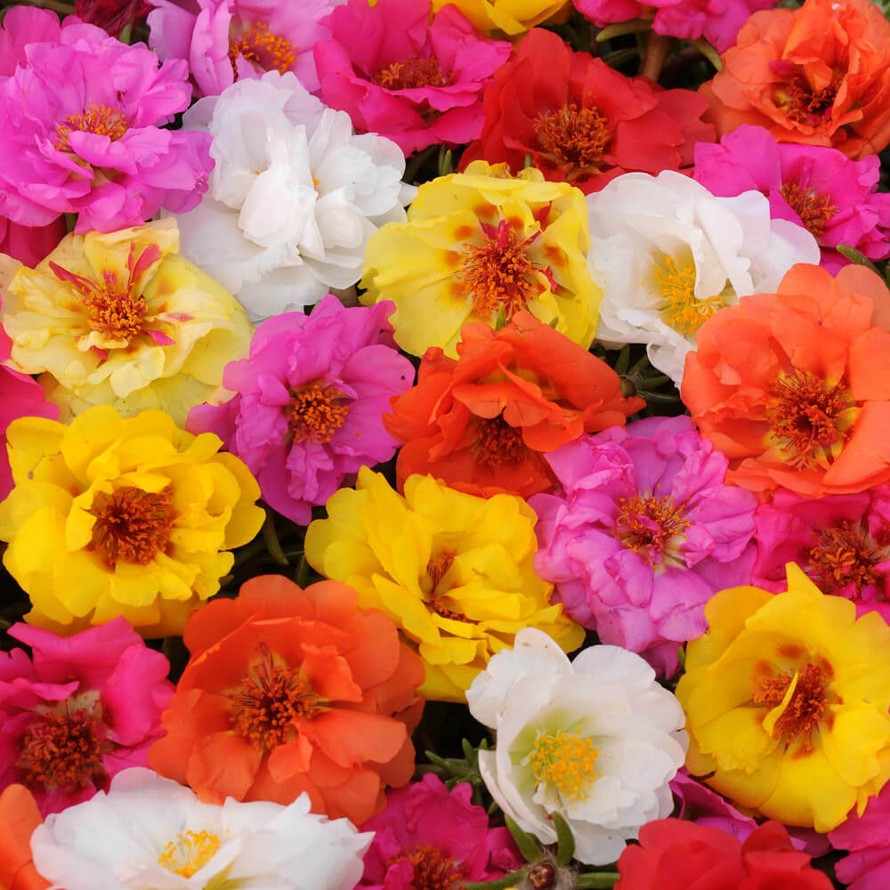 100 Bright Double Mix Moss Rose Seeds Bloom Perennial Flowers Seed 172 USA Selle