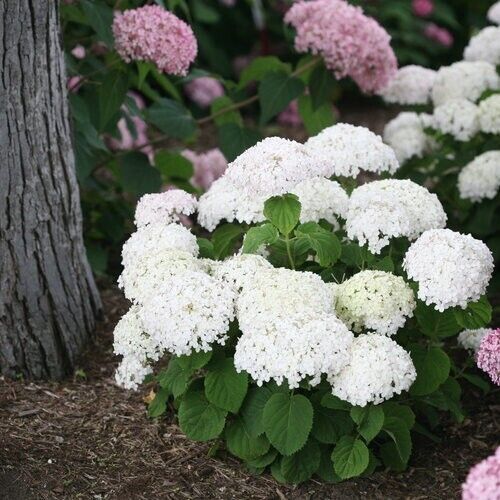 5 Wee White Hydrangea Seeds Perennial Garden Hardy Shrub Flower Bush Seed 1117