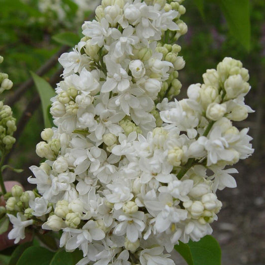 25 Beauty Moscow Lilac Seeds Tree Fragrant Flowers Perennial Seed Flower 919 USA