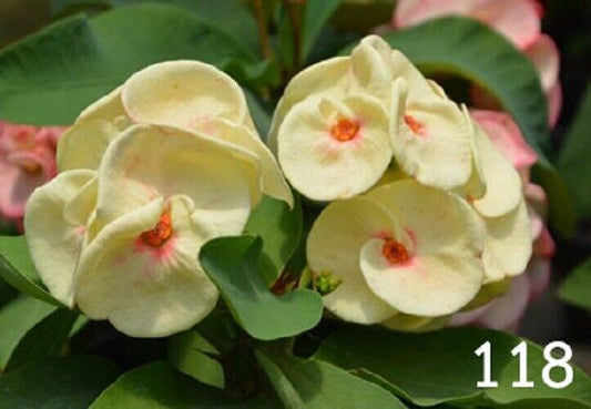 1 "Cream Chese" Crown Of Thorns Plant Euphorbia Milii Plants Rooted CT-99