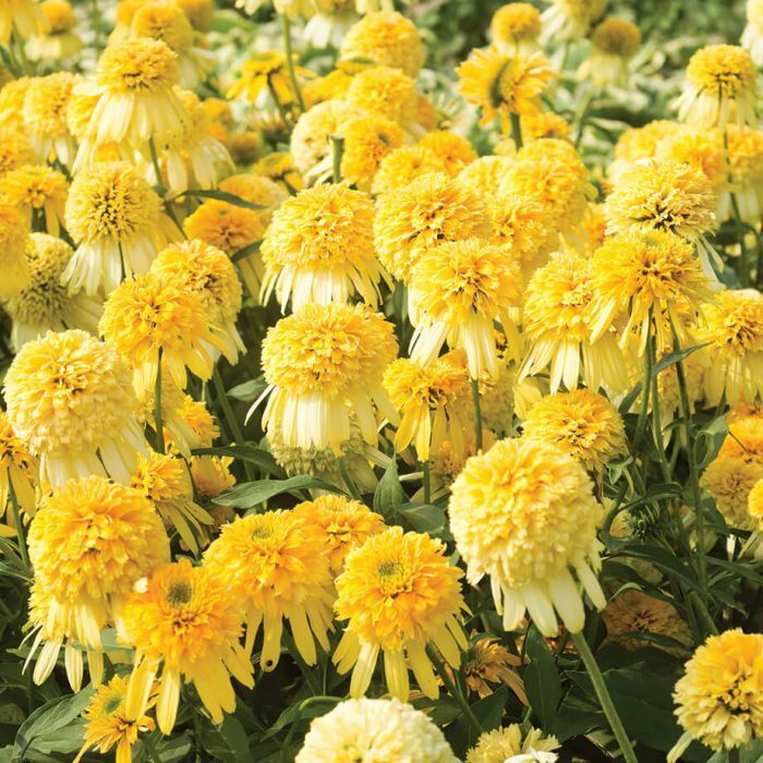 50 Double Yellow Coneflower Seeds Flower Perennial Flowers Seed 11 US SELLER