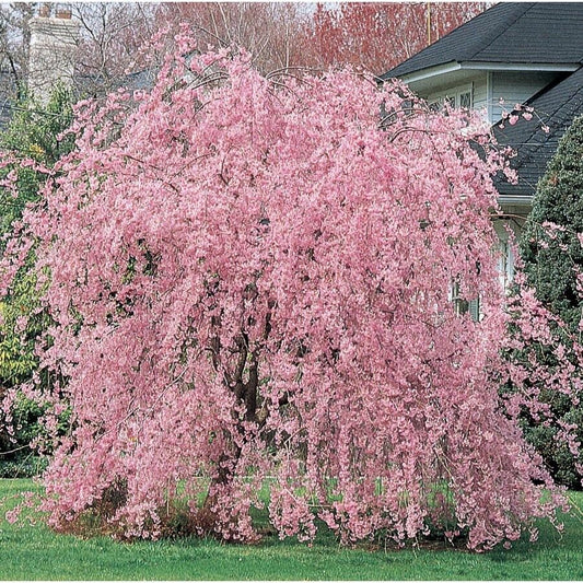 5 Weeping Pink Cherry Tree Seeds Flowering Japanese Ornamental Shrub Tree 107