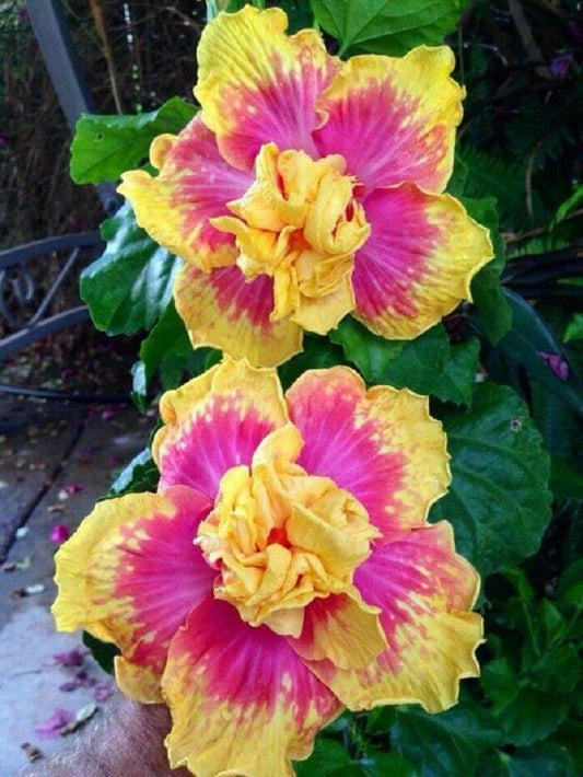 20 Double Pink Yellow Hibiscus Seeds Hardy Flower Garden Exotic Perennial 140