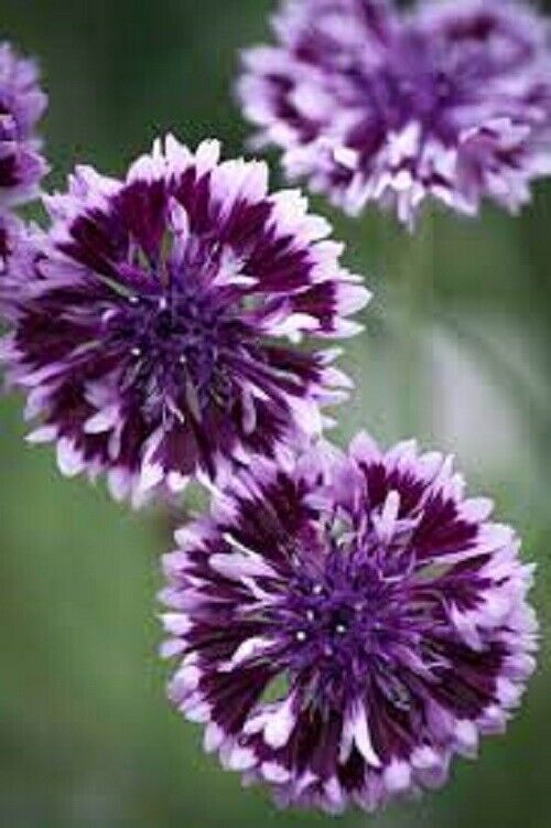 50 Purple Bachelor's Button Seeds Annual Seed Flower Flowers Garden 609 USA