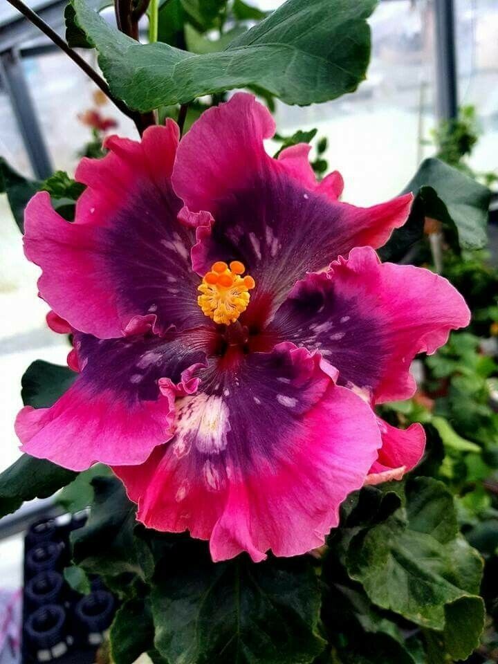 20 Double Bright Pink Purple Hibiscus Seeds Flower Seed Perennial Bloom 478