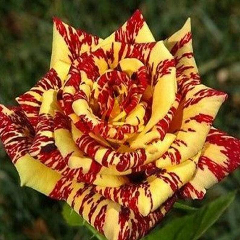 10 Yellow Red Rose Seeds Flower Bush Perennial Shrub Flowers Seed 1272 US SELLER