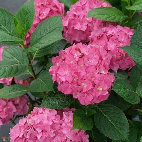 5 Ariba Hydrangea Seeds Perennial Garden Shrub Flowers Flower Bush Seed 1405 USA