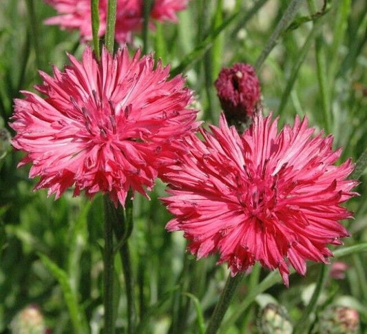 50 Pink Bachelor's Button Seeds Annual Seed Flower Flowers Garden 606 USA SELLER