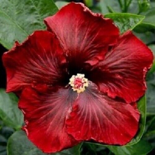 20 Dark Red Hibiscus Seeds Flowers Perennial Flower Seed Bloom 24 US SELLER