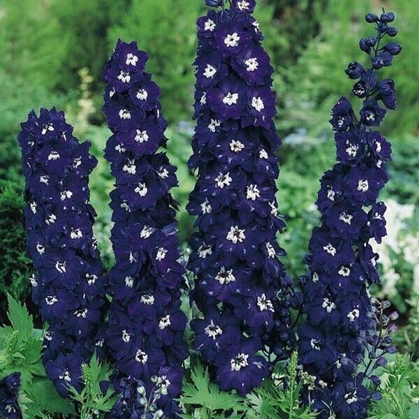 50 Dark Blue Delphinium Seeds Perennial Garden Flower Bloom  Seed Flowers 762