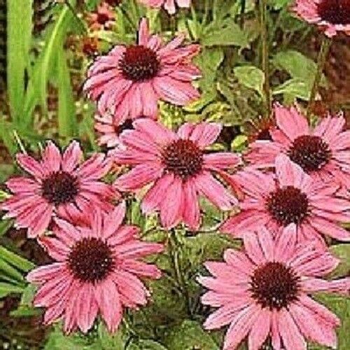 50 Pink Coneflower Seeds Echinacea Perennial Flowers Flower 1368 USA SELLER