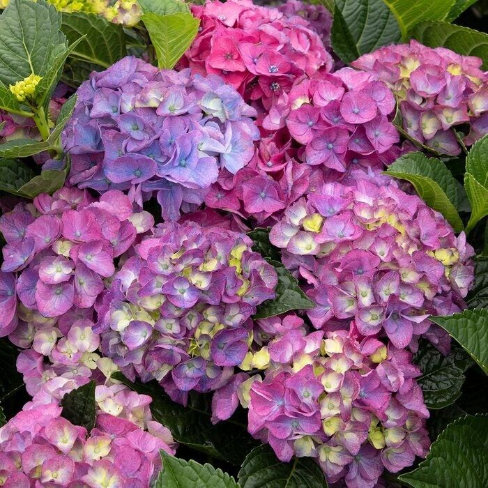 5 Seaside Serenade Hydrangea Seeds Perennial Garden Hardy Shrub Flower Seed 812