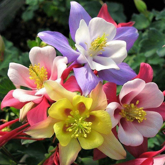 50 Origami Mix Columbine Seeds Flower Perennial Flowers Seed Bloom 138 US SELLER