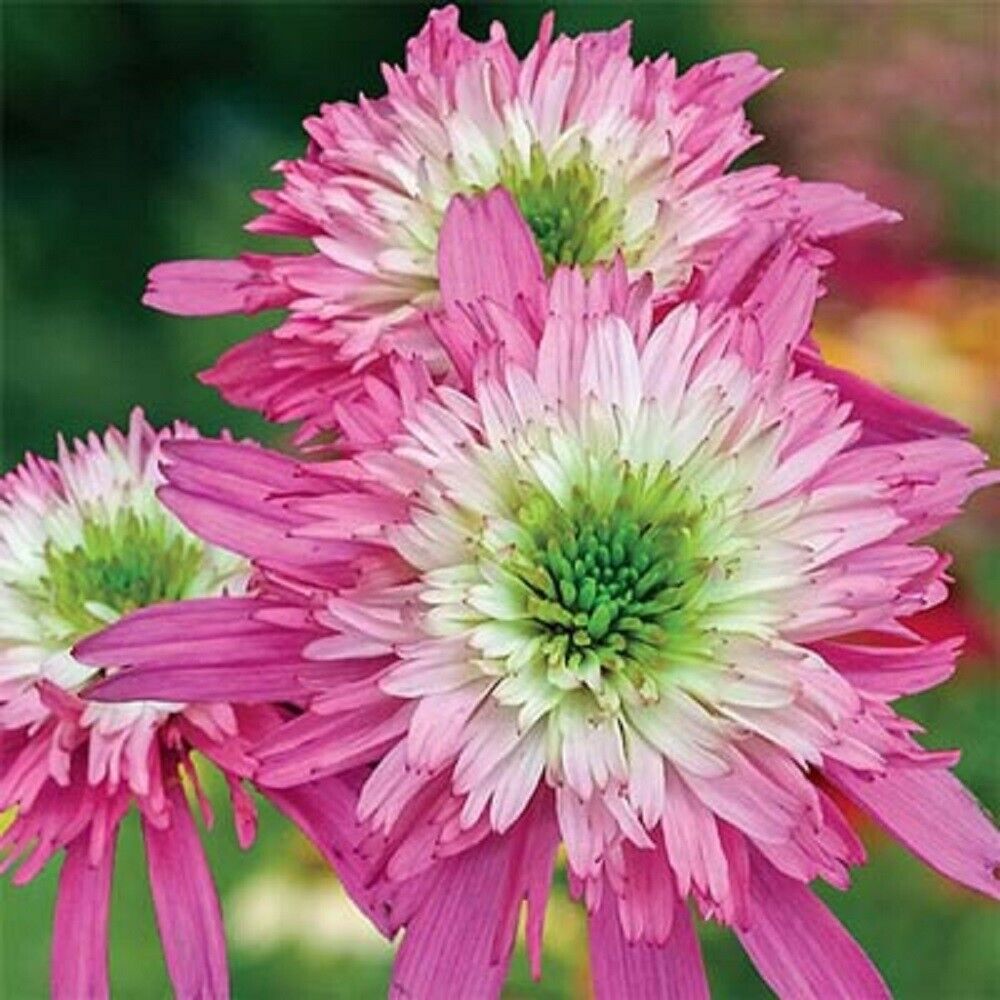 50 Mini Belle Coneflower Seeds Echinacea Perennial Flowers Seed Flower 1335 USA