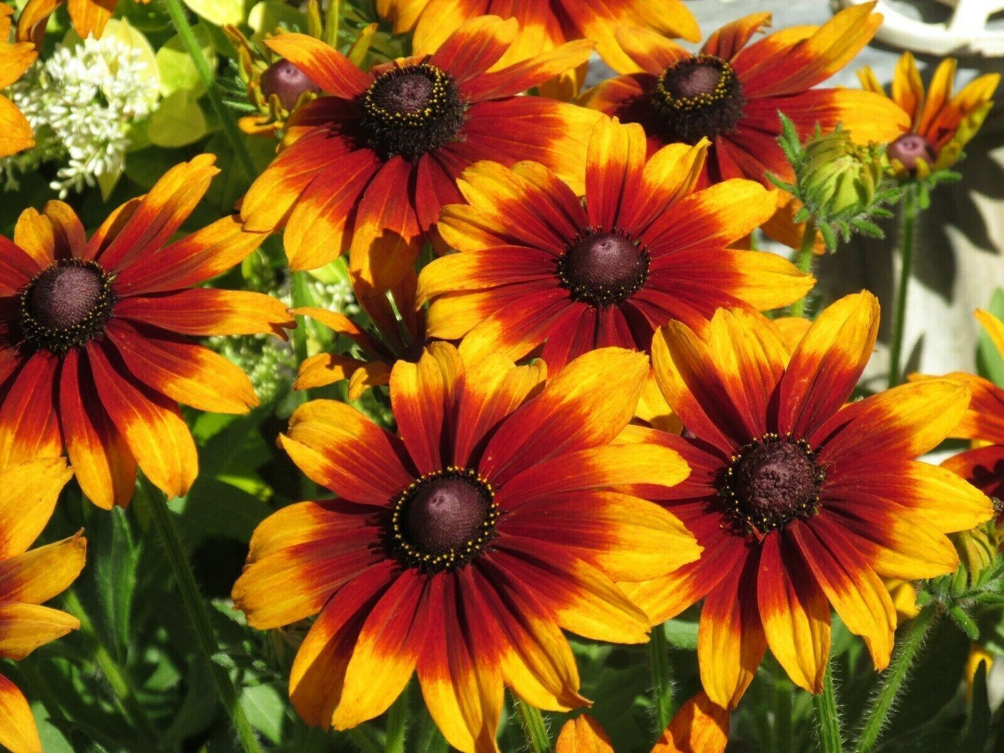 50 Summerina Coneflower Seeds Echinacea Flower Perennial Flowers  Seed 1392 USA