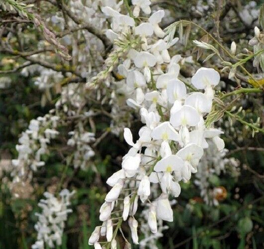 5 Silky White Wisteria Seeds Vine Climbing Flower Perennial Seed 579 USA SELLER