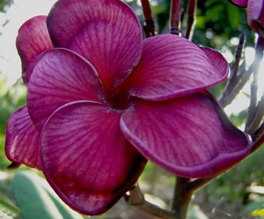 5 Dark Purple Plumeria Seeds Plants Flower Hawaiian Flowers Perennial Seed 198