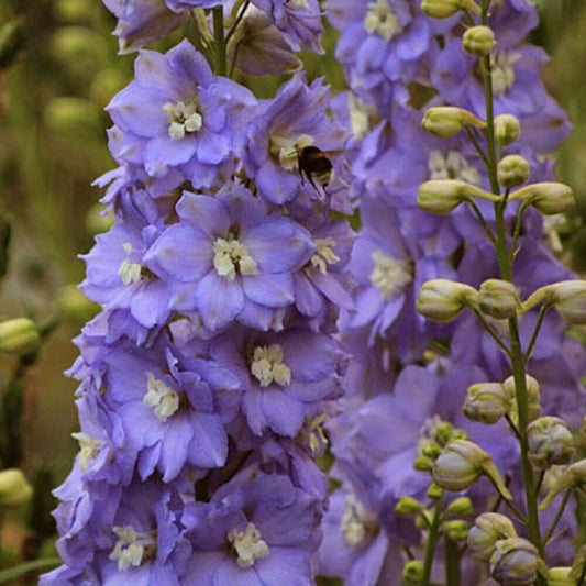50 Lilac Ladies Delphinium Seeds Perennial Flower Garden Seed Flowers 784 USA
