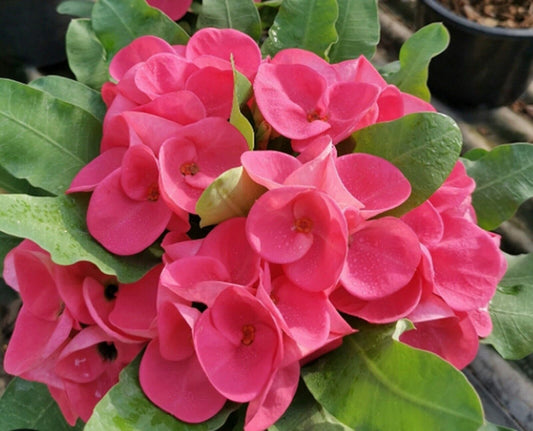 1 My Valentine Crown Of Thorns Plant Euphorbia Milii Starter Plants Well Rooted