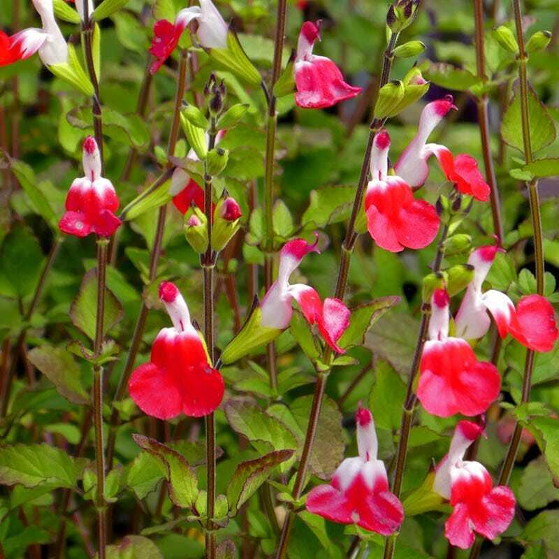 50 Hot Lips Salvia Seeds Flower Seed Perennial Flowers Hummingbird 182 US SELLER