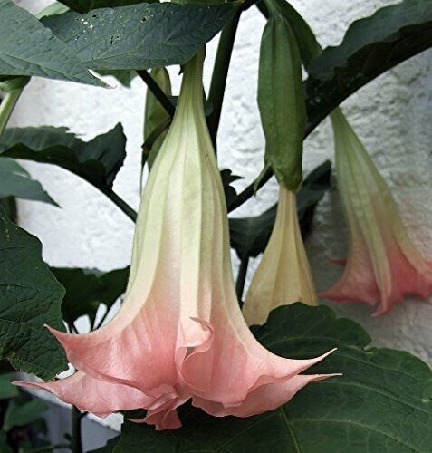 10 Blush Angel Trumpet Seeds Flowers Seed Flower Brugmansia Datura 629 USA SELL