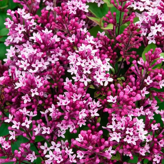 25 Be Right Back Lilac Seeds Tree Fragrant Flowers Perennial Seed Flower 918 USA