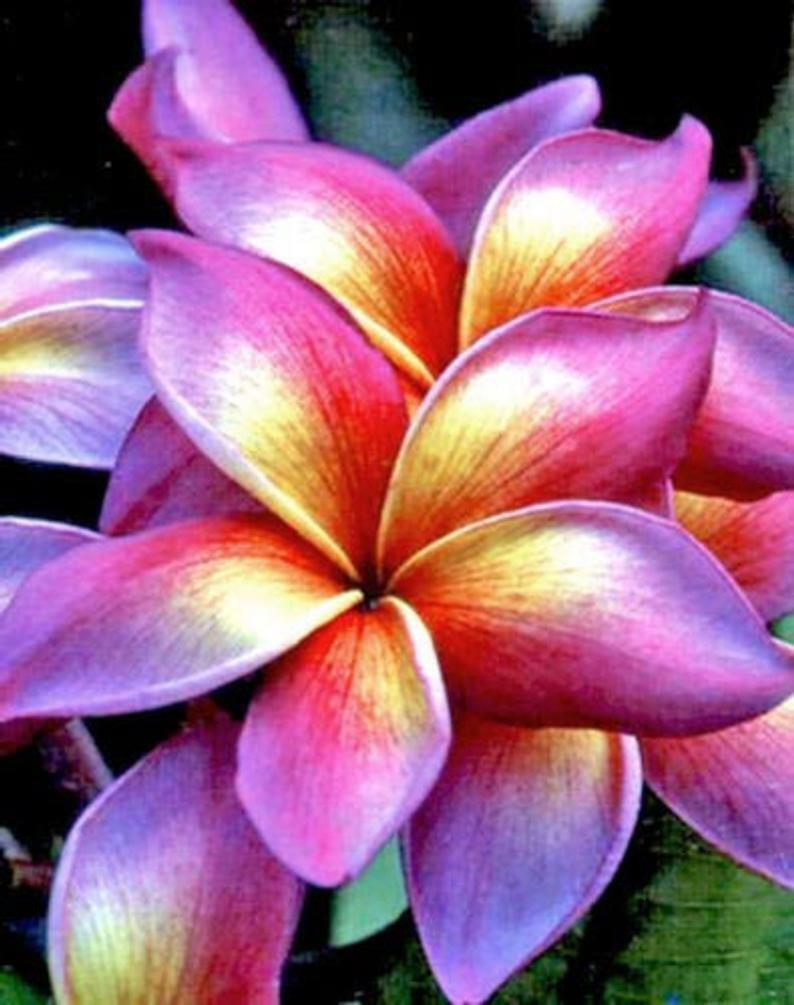 5 Bright Pink Yellow Orange  Plumeria Seeds Plants Flower Perennial Seed 502