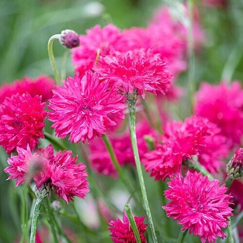 50 Red Box Bachelor's Button Seeds Annual Seed Flower Flowers Garden 614 USA