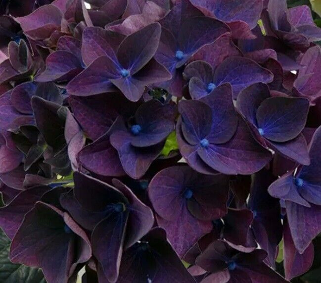 5 Deep Purple Hydrangea Seeds Perennial Flowers Flower Garden Seed 1420 USA