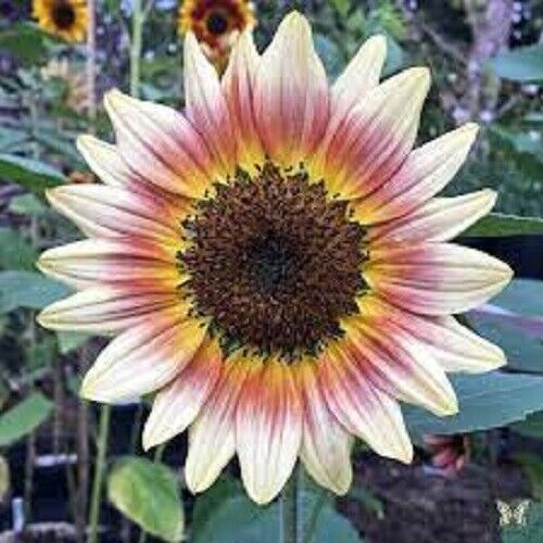 25 Gypsy Charmer Sunflower Seeds Flowers Seed Flower Perennial Sun Bloom 539