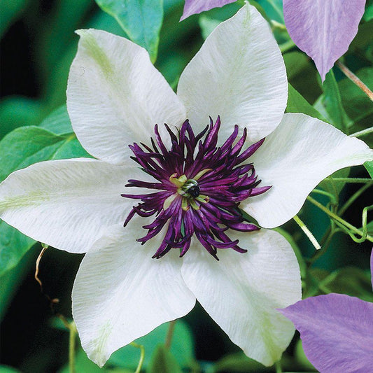 25 White Purple Clematis Seeds Flowers Perennial Bloom Seed Flower 407 US SELLER
