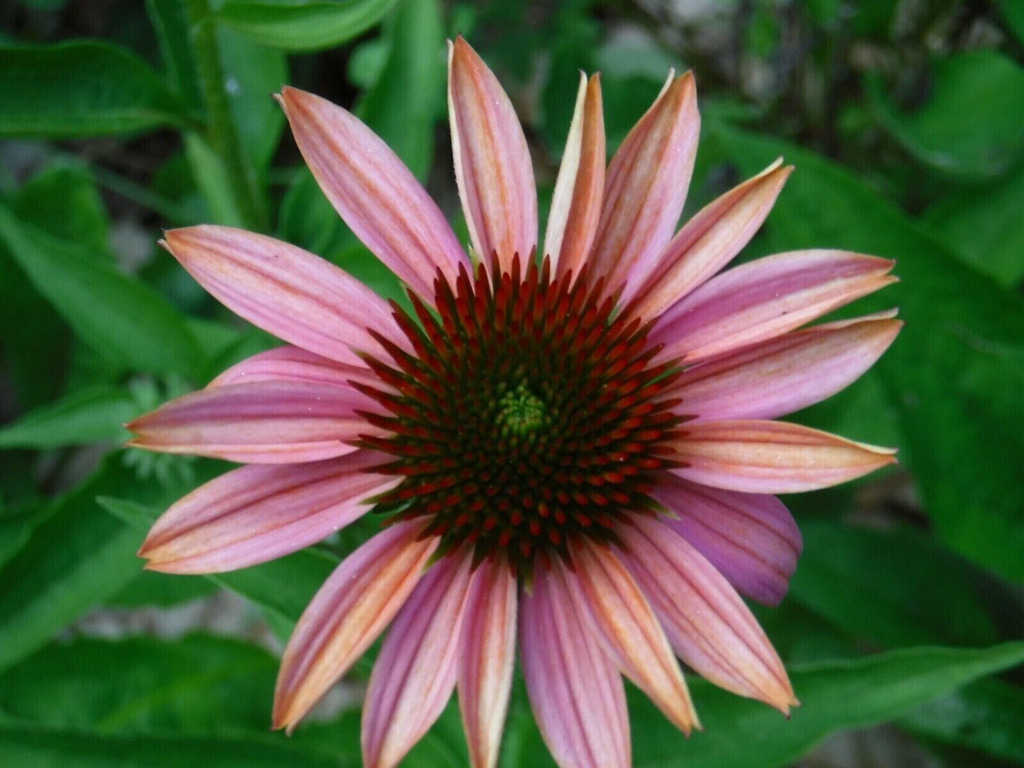 50 Pink Sherbert Coneflower Seeds Echinacea Perennial Flowers Flower 1370 USA