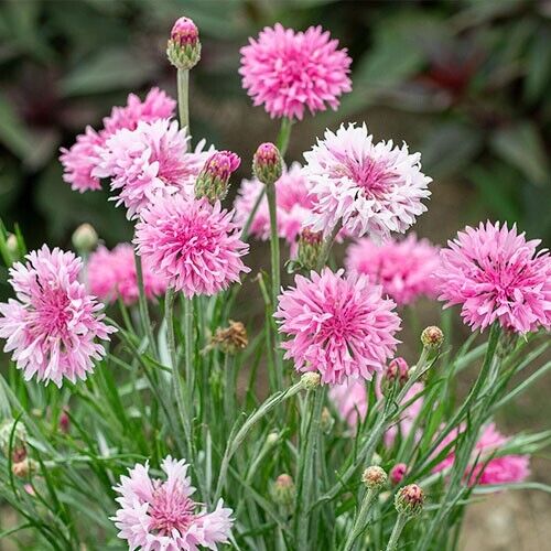 50 Pinkie Bachelor's Button Seeds Annual Seed Flower Flowers Garden 607 USA SELL