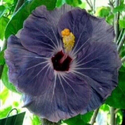 20 Purple Silver Hibiscus Seeds Flowers Perennial Flower Seed Bloom 25 US SELLER