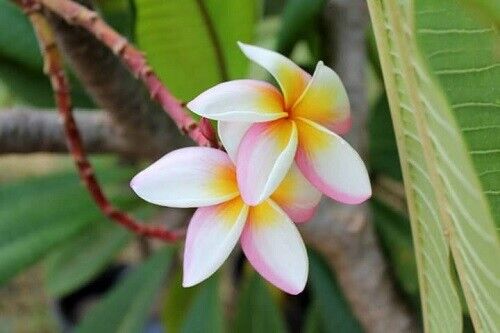 5 White Pink Yellow Plumeria Seeds Plants Flower Flowers Perennial Seed 523