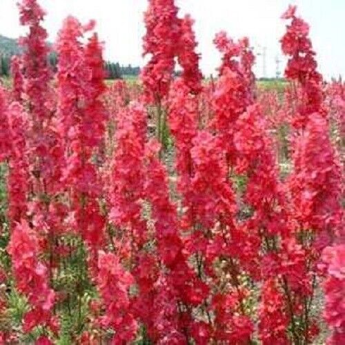 50 Red Delphinium Seeds Perennial Garden Flower Bloom Seed Flowers 122 US SELLER