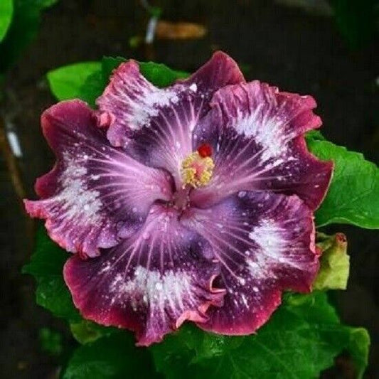 20 Silver Pink Purple Hibiscus Seeds Flowers Flower Seed Perennial Bloom 471