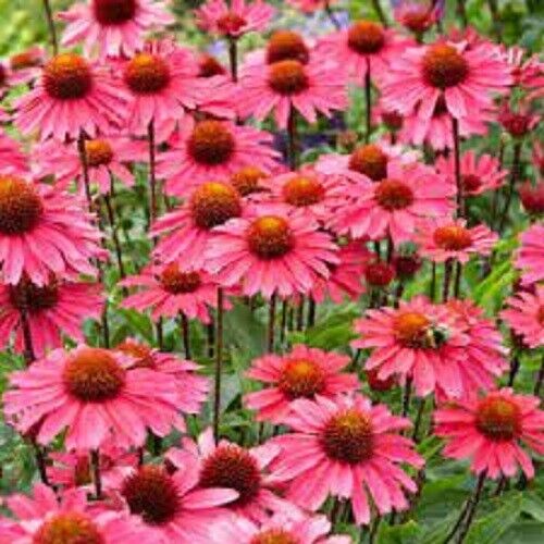 50 Sensation Pink Coneflower Seeds Echinacea Perennial Flowers Flower 1386 USA