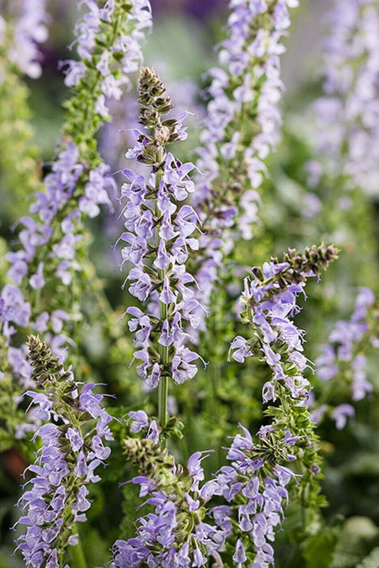 50 Crystal Blue Salvia Seeds Flower Seed Perennial Flowers 607 US SELLER Bee