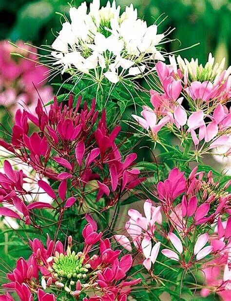 100 Bright Pink White Mix Spider Seeds Clome Spinosa Perennial 1167 US Seller