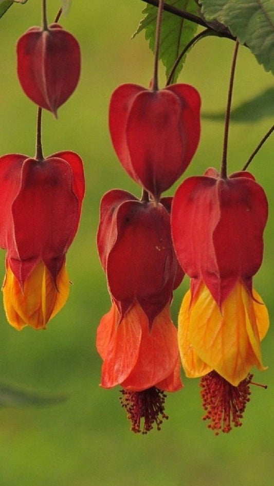 25 Red Orange Bleeding Heart Seeds Flowers Shade Flower Perennial 309 US SELLER