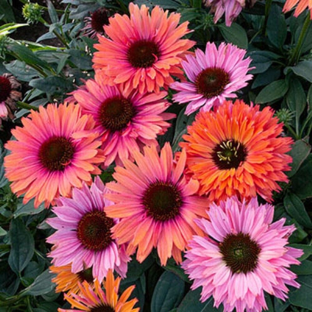 50 Sunseeker Rainbow Coneflower Seeds Echinacea Flower Perennial Flowers 1394