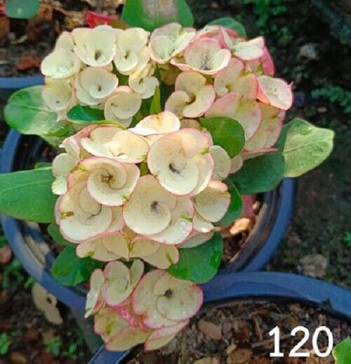 1 "Garden Of Love" Crown Of Thorns Plant Euphorbia Milii Plants Rooted CT-101
