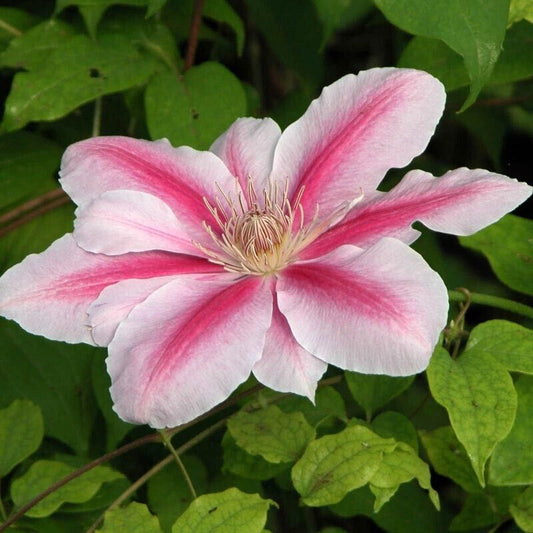 25 Bee's Jubilee Pink Clematis Seeds Climbing Perennial Plumeria Seed 704 USA
