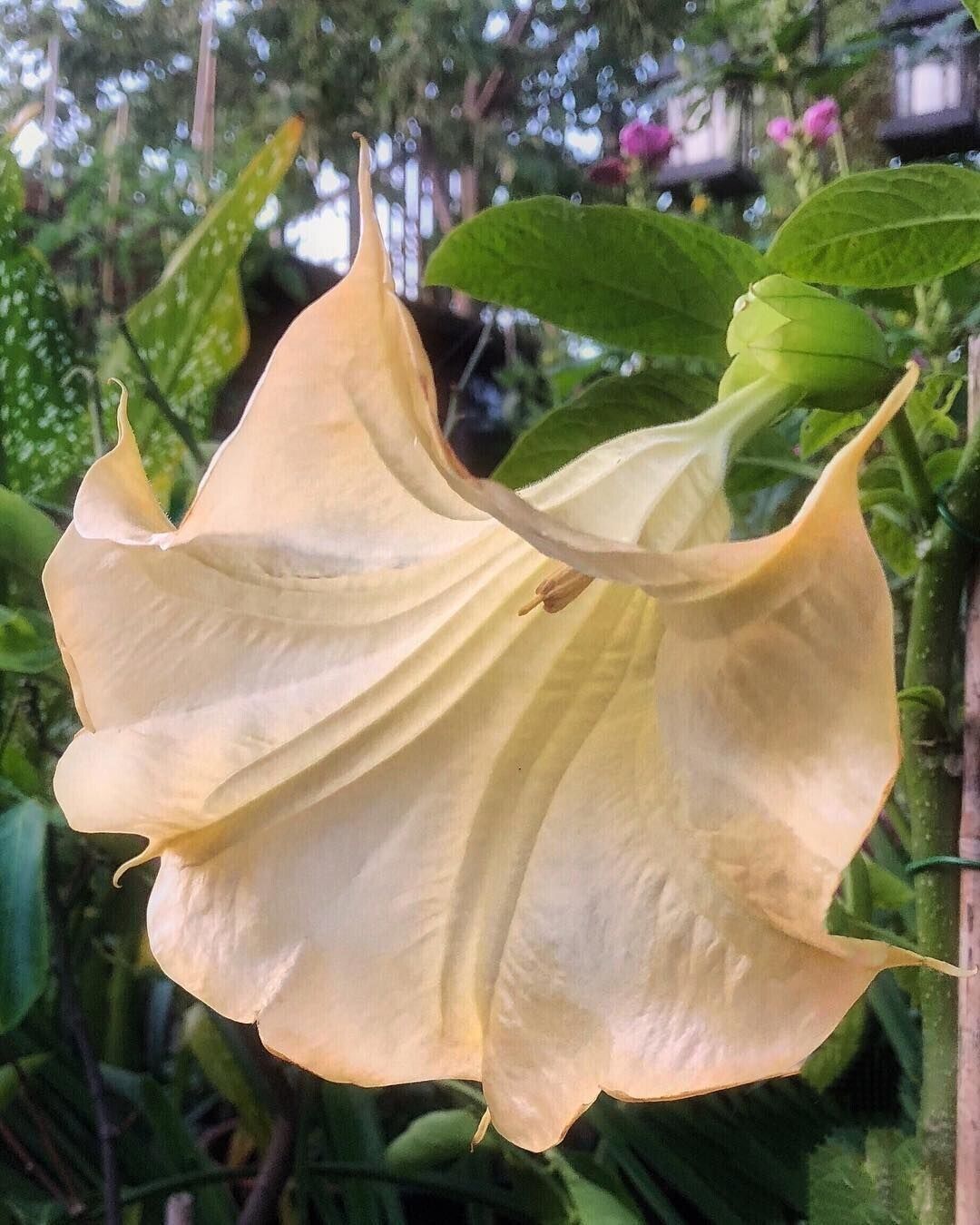 10 Olympic Flame Angel Trumpet Seeds Flowers Seed Flower Brugmansia Datura 656