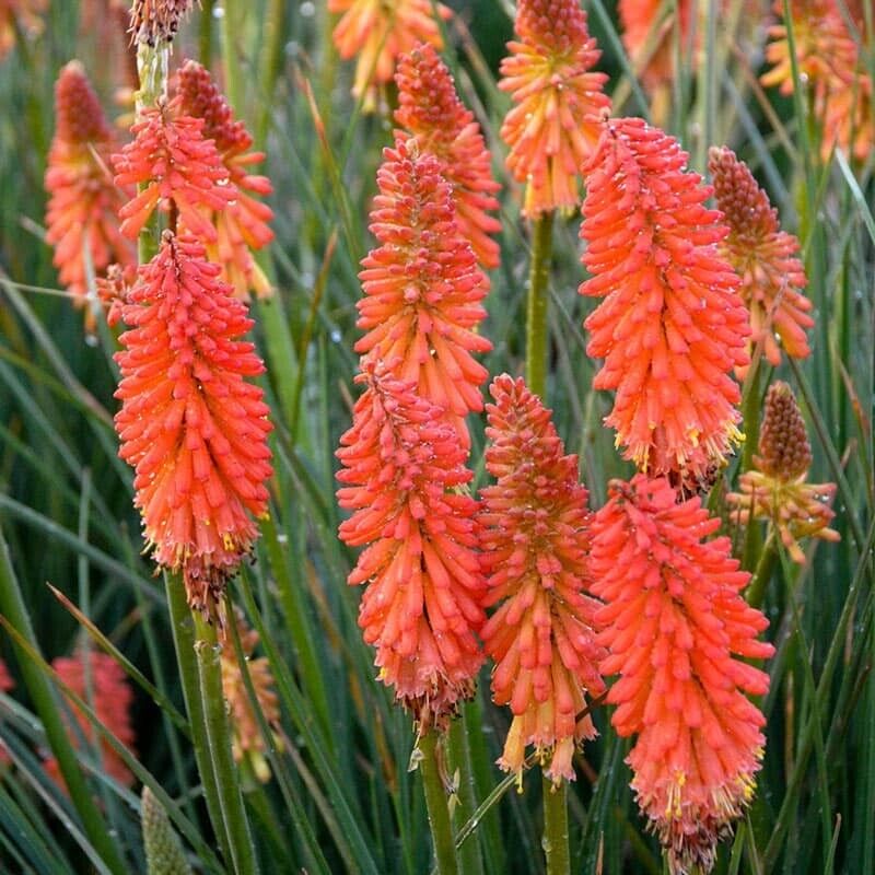 25 Poker Face Torch Lily Hot Poker Flower Seeds Perennial Seed 883 US SELLER